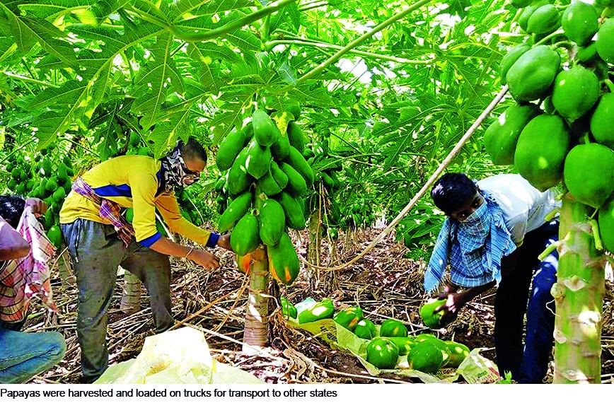 Fruit Bowl Beats The Lockdown Vikalp Sangam